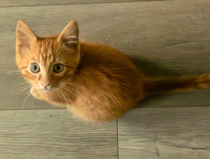 Greenville Veterinary Clinic Greenville veterinarians